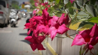 Shrub, Plant, Woody Plant, Flower, Impala Lily, Oleander