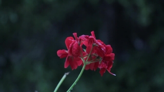Shrub, Plant, Woody Plant, Vascular Plant, Flower, Petal