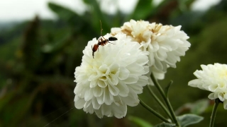 Shrub, Rose, Plant, Flower, Blossom, Spring