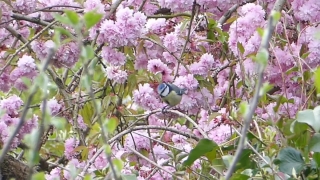 Shrub, Vascular Plant, Plant, Woody Plant, Crape Myrtle, Flower