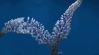 Shrub, Vascular Plant, Plant, Woody Plant, Ice, Tree