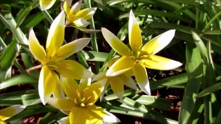 Shrub, Vascular Plant, Woody Plant, Plant, Flower, Flowers