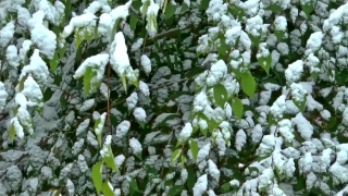 Shrub, Vascular Plant, Woody Plant, Plant, Flower, Spring