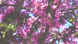 Shrub, Woody Plant, Lilac, Western Redbud, Vascular Plant, Plant