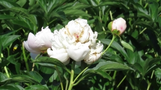 Shrub, Woody Plant, Plant, Gardenia, Flower, Vascular Plant