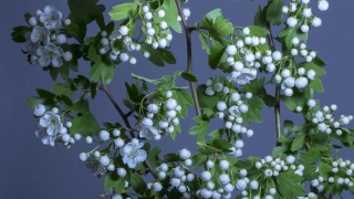 Shrub, Woody Plant, Plant, Vascular Plant, Tree, Leaf