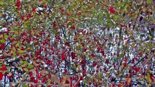 Shrub, Woody Plant, Tree, Plant, Vascular Plant, Fruit