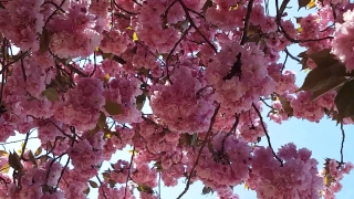 Shrub, Woody Plant, Vascular Plant, Crape Myrtle, Plant, Texture
