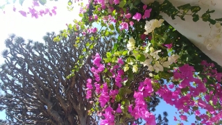 Shrub, Woody Plant, Vascular Plant, Flower, Plant, Flowers