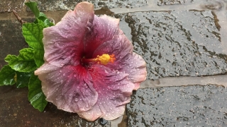Shrub, Woody Plant, Vascular Plant, Mallow, Bush Hibiscus, Flower