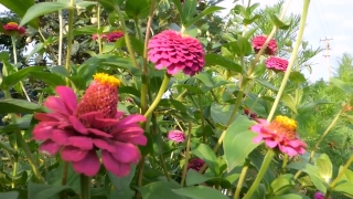 Shrub, Woody Plant, Vascular Plant, Plant, Flower, Flowers