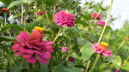 Shrub, Woody Plant, Vascular Plant, Plant, Flower, Flowers