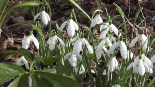 Shrub, Woody Plant, Vascular Plant, Plant, Flower, Spring