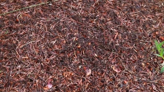 Shrub, Woody Plant, Vascular Plant, Plant, Texture, Tea