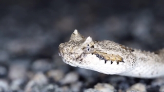 Sidewinder, Rattlesnake, Viper, Snake, Horned Viper, Pit Viper