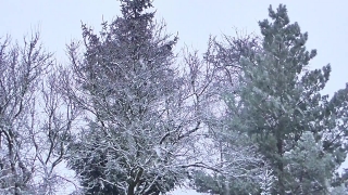 Silver Tree, Tree, Woody Plant, Vascular Plant, Forest, Snow