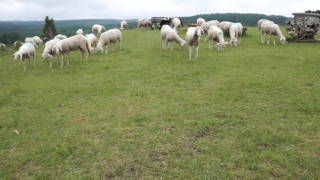 Simpleton, Farm, Sheep, Grass, Field, Rural