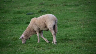 Simpleton, Sheep, Lamb, Grass, Lambkin, Farm