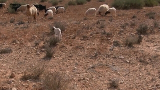 Simpleton, Sheep, Ram, Farm, Pen, Grass