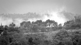 Sky, Atmosphere, Landscape, Tree, Forest, Trees