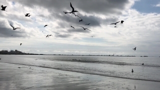Sky, Atmosphere, Ocean, Sea, Bird, Flying