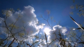 Sky, Atmosphere, Tree, Clouds, Sun, Cloud