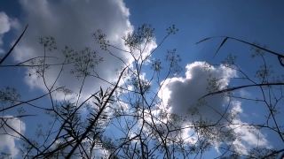 Sky, Atmosphere, Tree, Forest, Branch, Sun