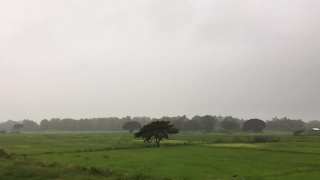 Sky, Field, Grass, Landscape, Meadow, Tree