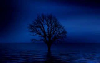 Sky, Landscape, Tree, Sea, Ocean, Sun