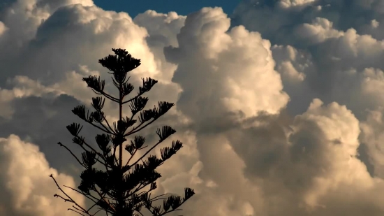 Sky, Tree, Atmosphere, Sun, Clouds, Snag