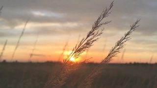 Sky, Wheat, Atmosphere, Landscape, Field, Sun