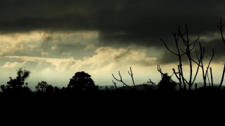 Snag, Tree, Woody Plant, Sky, Vascular Plant, Landscape