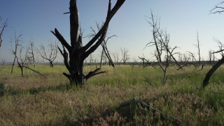 Snag, Tree, Woody Plant, Vascular Plant, Landscape, Plant