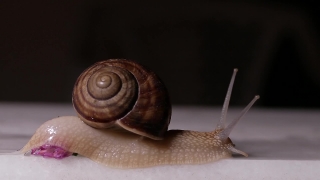 Snail, Gastropod, Mollusk, Invertebrate, Animal, Shell