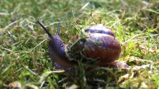 Snail, Gastropod, Mollusk, Invertebrate, Animal, Slow