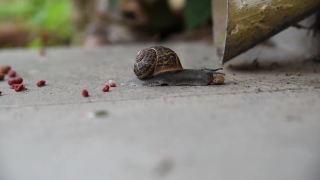 Snail, Gastropod, Mollusk, Invertebrate, Animal, Slow