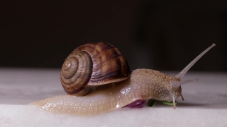 Snail, Gastropod, Mollusk, Invertebrate, Animal, Slow