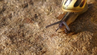 Snail, Gastropod, Mollusk, Invertebrate, Animal, Slow