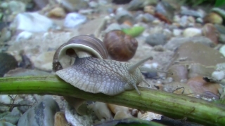 Snail, Gastropod, Mollusk, Invertebrate, Animal, Slow