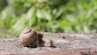Snail, Gastropod, Mollusk, Invertebrate, Animal, Slow