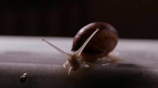 Snail, Gastropod, Mollusk, Invertebrate, Slow, Animal