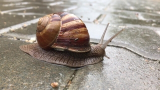 Snail, Gastropod, Mollusk, Invertebrate, Slow, Animal