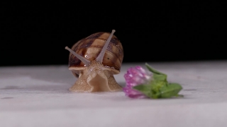 Snail, Pencil Sharpener, Insect, Shell, Sharpener, Food