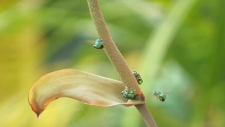Snail, Plant, Insect, Gastropod, Leaf, Garden