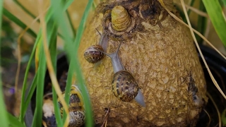 Snail, Turtle, Gastropod, Mollusk, Reptile, Terrapin