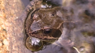 Snake, Boa Constrictor, Boa, Reptile, Wildlife, Frog