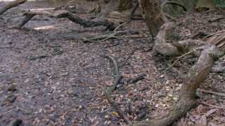 Snake, Lizard, Rattlesnake, Diamondback, Reptile, Wildlife