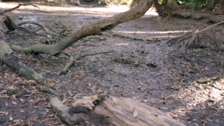 Snake, Stone, Tree, Water, Landscape, River