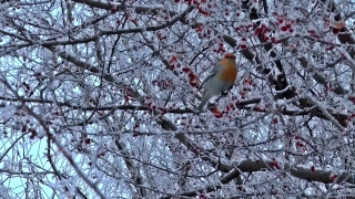 Snow, Brambling, Bird, Finch, Winter, Tree