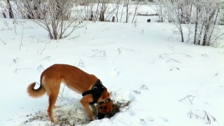 Snow, Dog, Winter, Cold, Canine, Domestic Animal